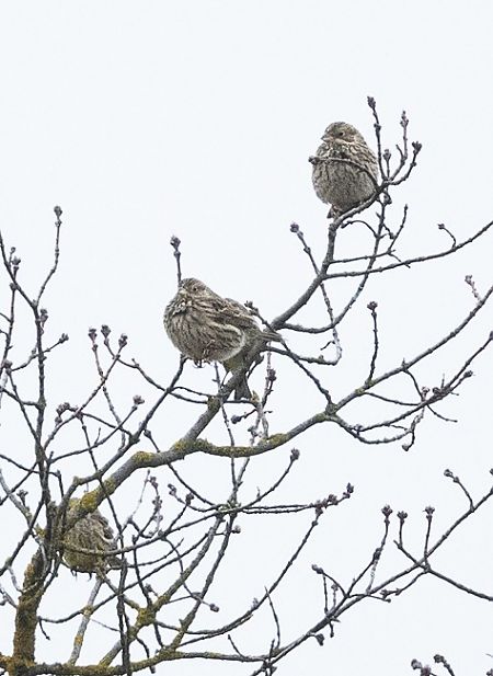 Bruant proyer  - Samuel Schnierer