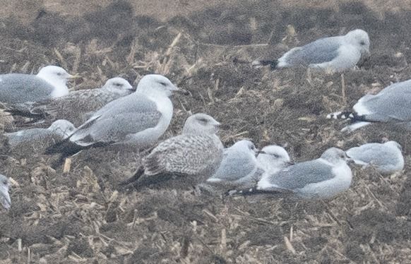 Goéland argenté  - Samuel Schnierer