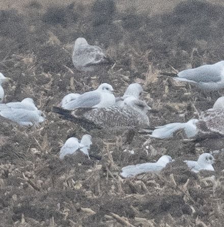 Goéland argenté  - Samuel Schnierer