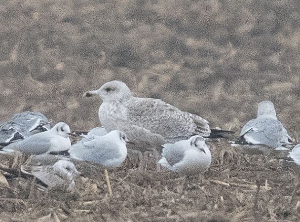 Goéland argenté  - Samuel Schnierer