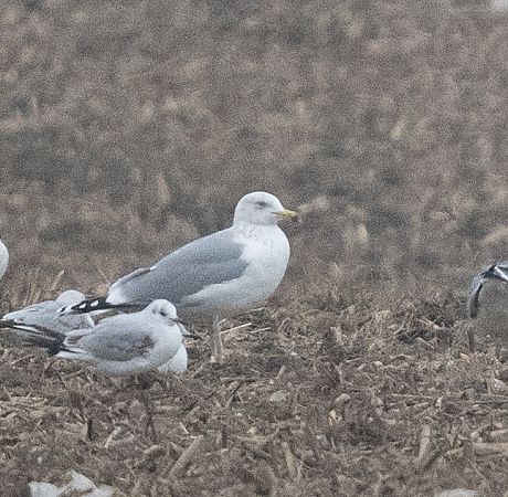 Goéland argenté  - Samuel Schnierer