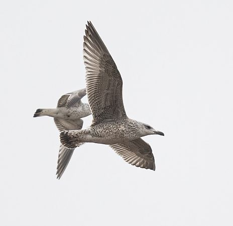 Goéland argenté  - Samuel Schnierer