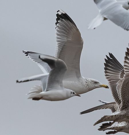 Goéland argenté  - Samuel Schnierer