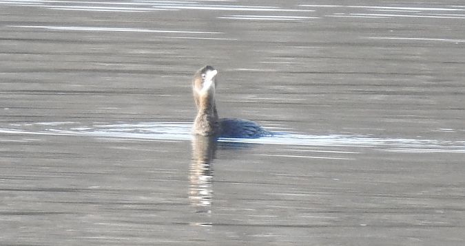 Cormoran pygmée  - Florian Mayr