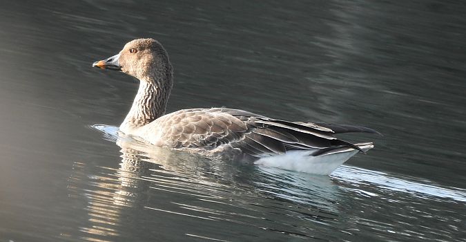 Oie de la toundra  - Florian Mayr