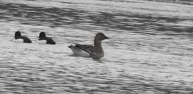 Oie de la toundra  - Florian Mayr