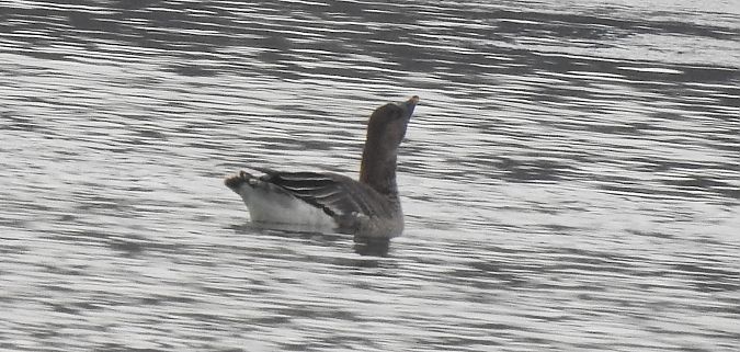 Oie de la toundra  - Florian Mayr