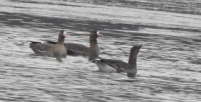 Oie de la toundra  - Florian Mayr