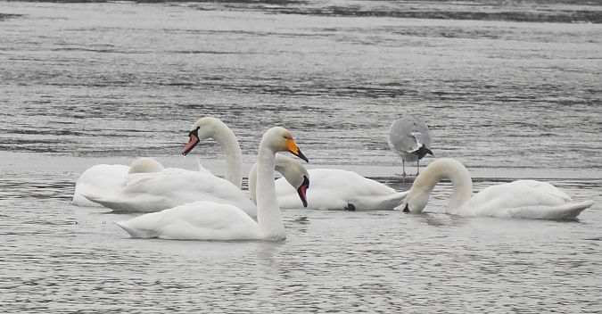 Cygne chanteur  - Florian Mayr