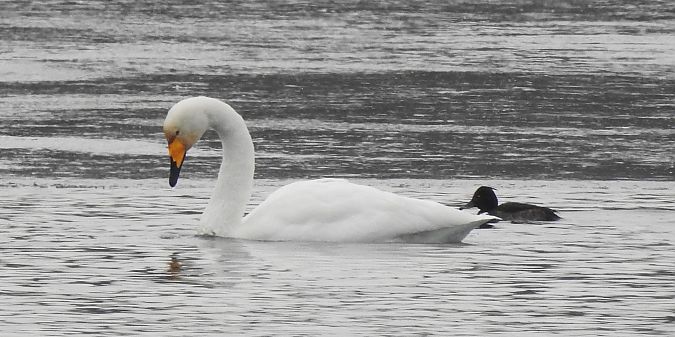 Cygne chanteur  - Florian Mayr