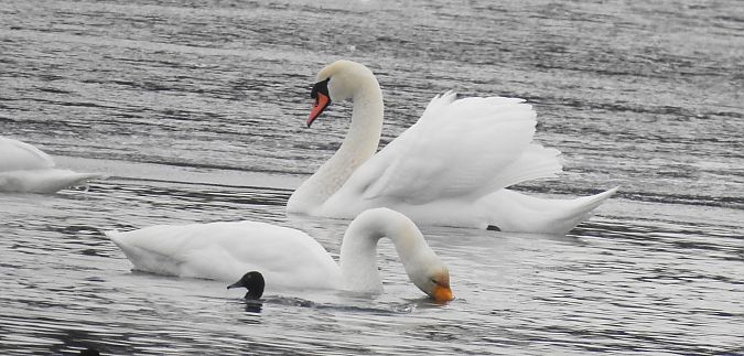 Cygne chanteur  - Florian Mayr