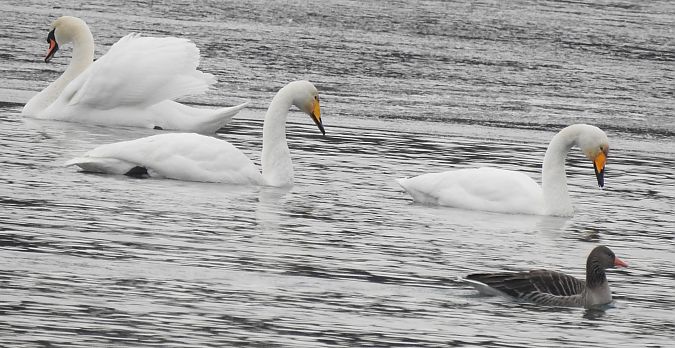 Cygne chanteur  - Florian Mayr