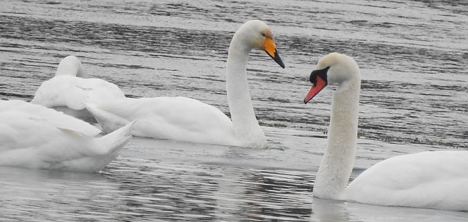 Cygne chanteur  - Florian Mayr