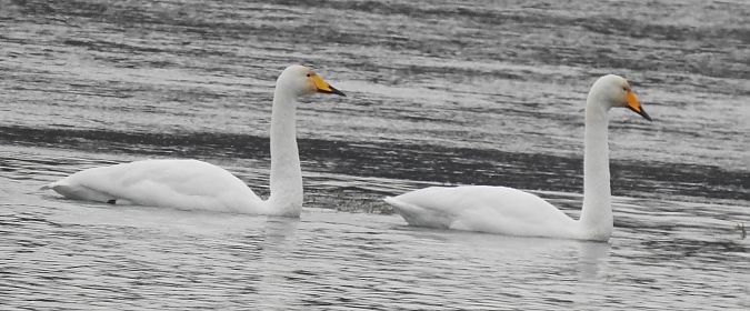 Singschwan  - Florian Mayr