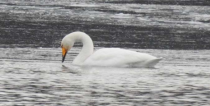 Cygne chanteur  - Florian Mayr