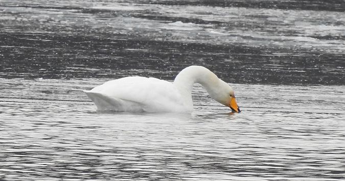 Cygne chanteur  - Florian Mayr