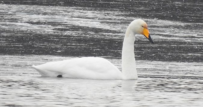 Cygne chanteur  - Florian Mayr