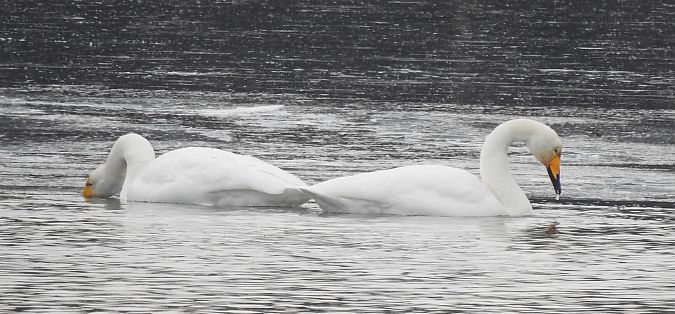 Cygne chanteur  - Florian Mayr
