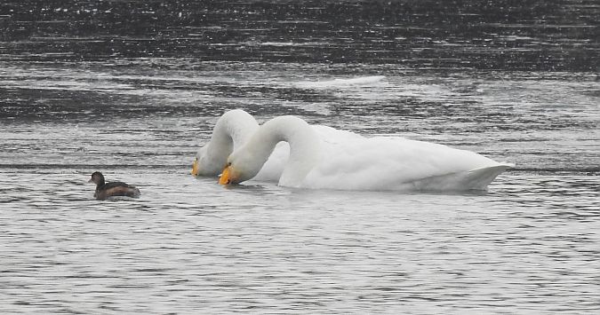 Cygne chanteur  - Florian Mayr