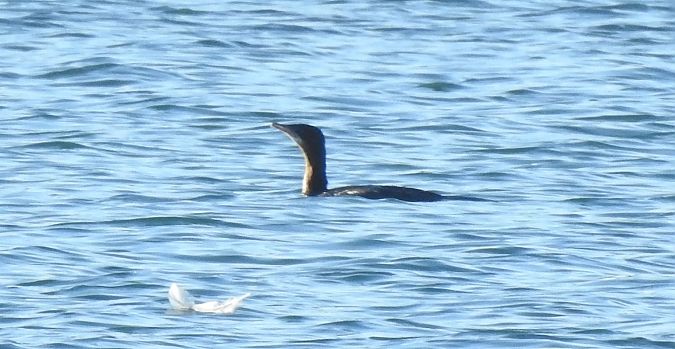 Cormoran pygmée  - Florian Mayr