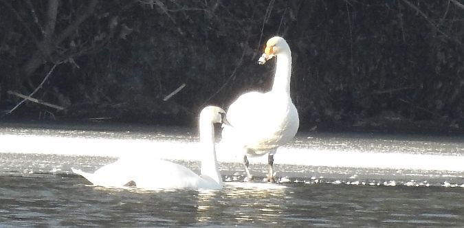 Cygne chanteur  - Florian Mayr