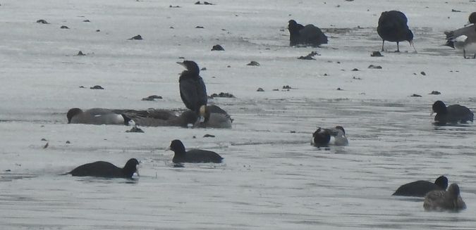 Cormoran pygmée  - Florian Mayr