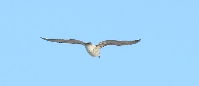 Oiseau indéterminé  - Florian Mayr