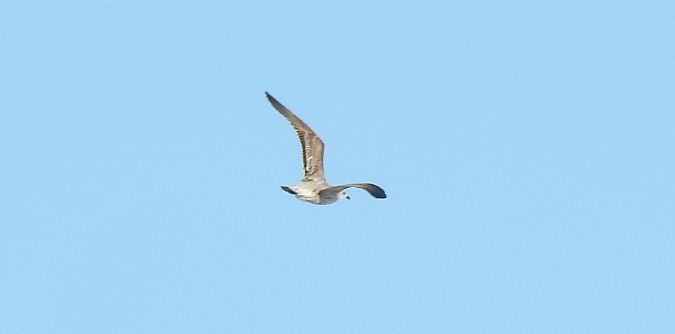 Oiseau indéterminé  - Florian Mayr