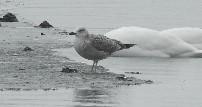 Oiseau indéterminé  - Florian Mayr