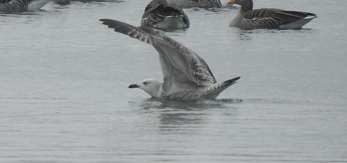 Oiseau indéterminé  - Florian Mayr