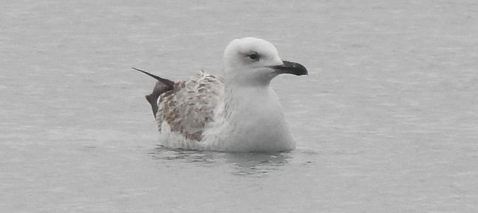 Oiseau indéterminé  - Florian Mayr