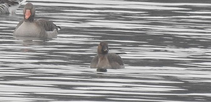 Oie de la toundra  - Florian Mayr