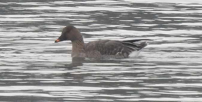Oie de la toundra  - Florian Mayr