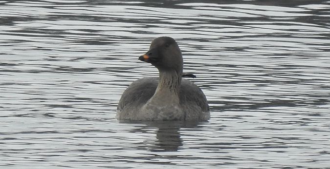 Oie de la toundra  - Florian Mayr
