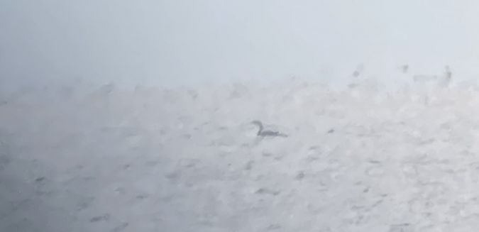 Plongeon imbrin  - Jörg Günther