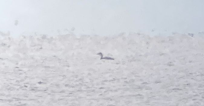 Plongeon imbrin  - Jörg Günther