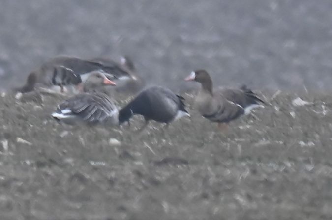 Bernache cravant à ventre sombre  - Benjamin Schedl