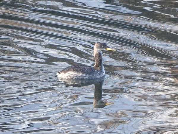 Grèbe jougris  - Werner Schreilechner