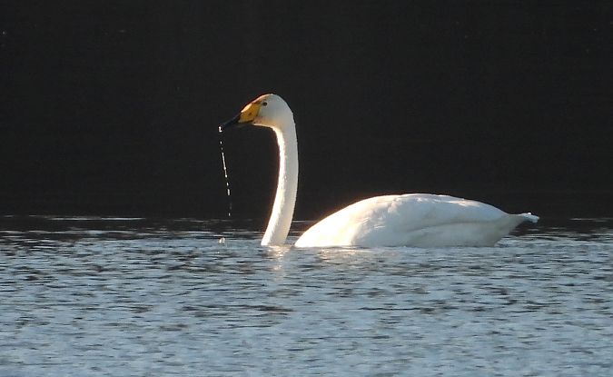 Cygne chanteur  - Hubert Blatterer