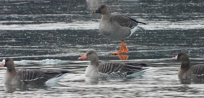 Oie de la toundra  - Hubert Blatterer