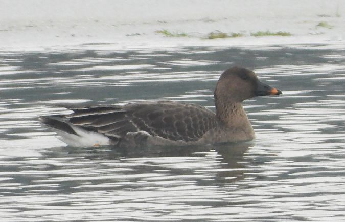 Oie de la toundra  - Hubert Blatterer