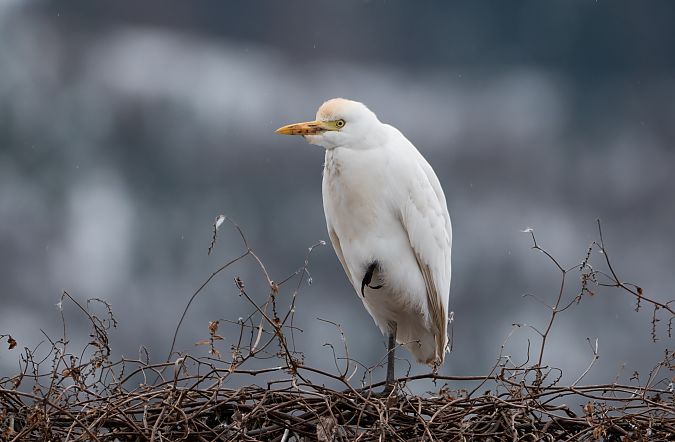 Héron garde-boeufs  - Ralph Winkler