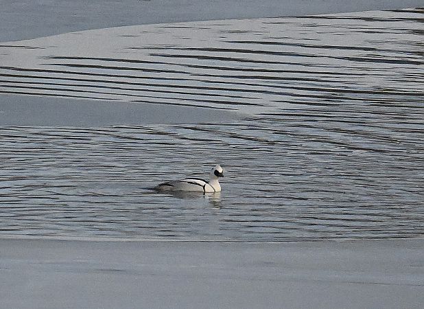 Harle piette  - Karl Heinz Krainer