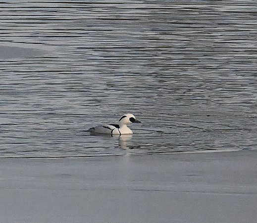 Harle piette  - Karl Heinz Krainer