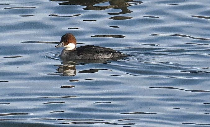 Harle piette  - Karl Heinz Krainer