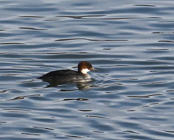 Harle piette  - Karl Heinz Krainer