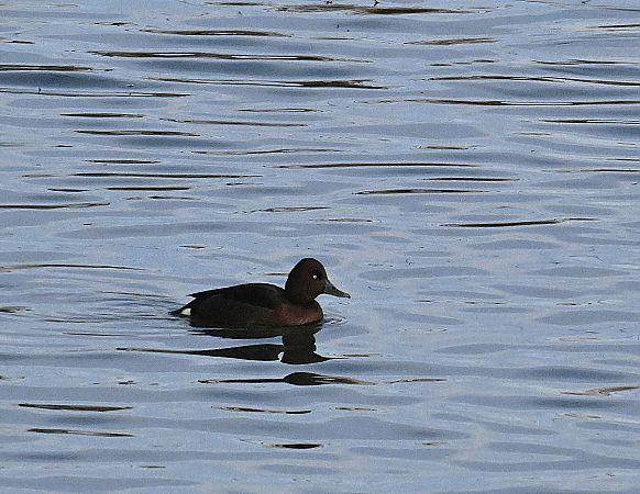 Fuligule nyroca  - Karl Heinz Krainer