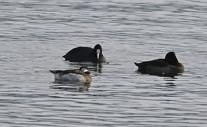 Harelde boréale  - Karl Heinz Krainer