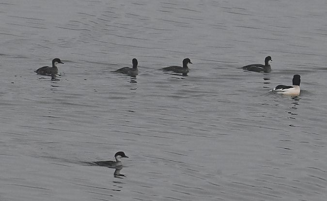 Harle piette  - Karl Heinz Krainer