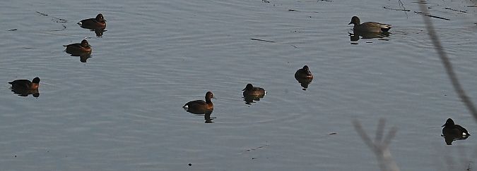 Fuligule nyroca  - Karl Heinz Krainer